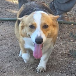 Bella - Pembroke Welsh Corgi