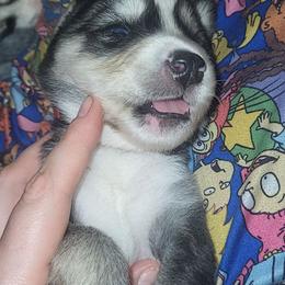 J Snow - Black and white male Siberian Husky puppy in Swansea, Illinois from Husky B's