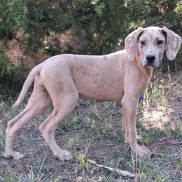 Pandora - Merle female Great Dane puppy in Cunningham, Kansas from Garden Grove Great Danes