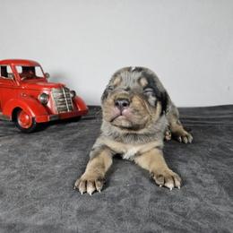 Rifle NALC - Blue merle male Catahoula Leopard Dog puppy in Doerun, Georgia from Twig & Tail Puppies