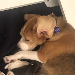 Beagle Puppies from Roylcrest Beagles