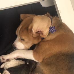 Beagle Puppies from Roylcrest Beagles