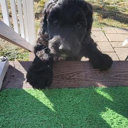 Sheepadoodle Puppies from Jaqueline Sparks
