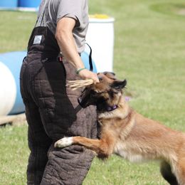 Belgian Malinois from Macabre Malinois