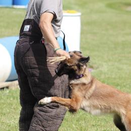 Belgian Malinois from Macabre Malinois