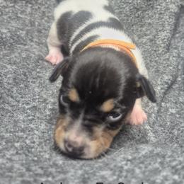 Amber - White and black female Teddy Roosevelt Terrier puppy in Murray, Kentucky from Froschwald German Shepherds and Xanadu Teddy Roosevelt Terriers