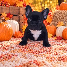 Vlasic - Black male French Bulldog puppy in Tampa Bay, Florida from Woodpecker Ridge Pups