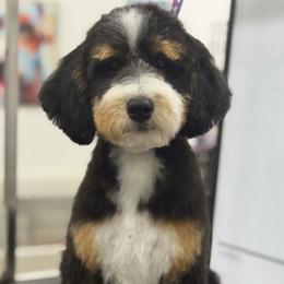 Val - Bernedoodle