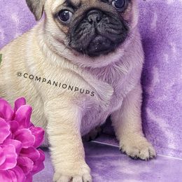 Pug Puppies from Companion Pups