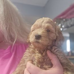 Mickey - Cream male Goldendoodle puppy in Pleasant Hill, Iowa from Courtney Nicole's Mal Shihs & Goldendoodles