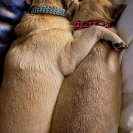 Pug Puppies from House of Briggs Pugs