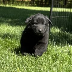 Boy 1  is now 2.5 weeks old - Black male Belgian Sheepdog puppy in Doylestown, Ohio from Diamante Nero