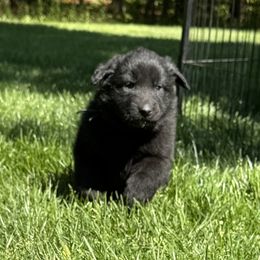 Boy 1  is now 2.5 weeks old - Black male Belgian Sheepdog puppy in Doylestown, Ohio from Diamante Nero