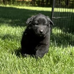 Boy 1  is now 2.5 weeks old - Black male Belgian Sheepdog puppy in Doylestown, Ohio from Diamante Nero