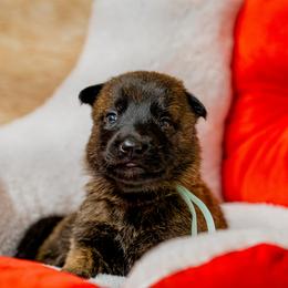 Mint - Gold brindle female Dutch Shepherd puppy in Auburn, Georgia from Faberge Hollandse Herdershond