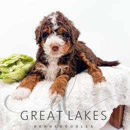Lariat - Tri-color male Bernedoodle puppy in Baroda, Michigan from Great Lakes Bernedoodles