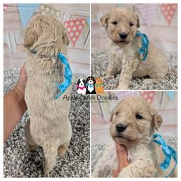 PIPER - F1 English Goldendoodle - OFA-Genetics-2 Year Warranty. Apple Creek Doodles - Since 2004. - Cream female Goldendoodle puppy in Jeddo, Michigan from Apple Creek Doodles