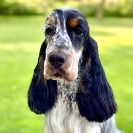 Carson - English Cocker Spaniel
