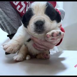 Pink Collar - Mahogany and white female Saint Bernard puppy in New Philadelphia, Ohio from Fletchers Saints