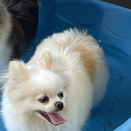 Pomeranians from Dana's Pomeranians