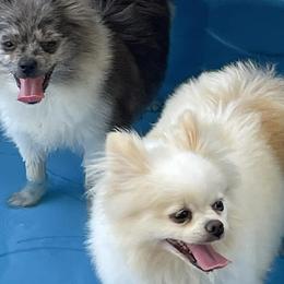 Pomeranians from Dana's Pomeranians