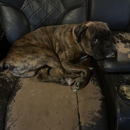 Gronk - Boxer