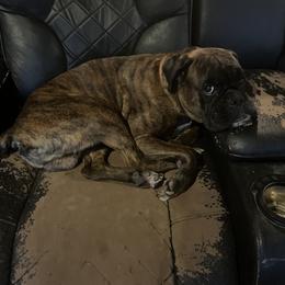 Gronk - Boxer
