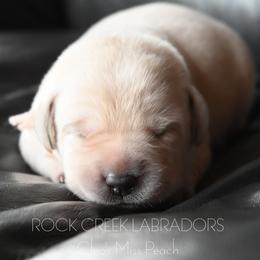 Female 2 Rose - Yellow female Labrador Retriever puppy in Pasco, Washington from ROCK CREEK LABRADORS Pasco, WA