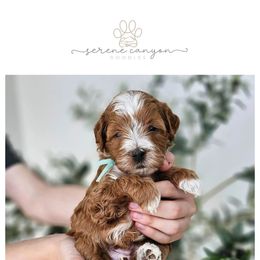 Aqua Boy - Red  Goldendoodle puppy in Saratoga Springs, Utah from Serene Canyon Doodles