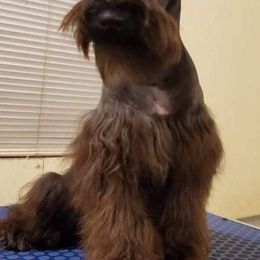 Beau - Miniature Schnauzer