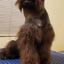 Beau - Miniature Schnauzer