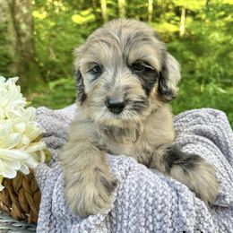 Lois - Merle female Sheepadoodle puppy in Thornville, Ohio from Four Front Doodles & Friends