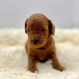 Brownie - Apricot female Cavapoo puppy in La Vernia, Texas from Texas Teddy Bears