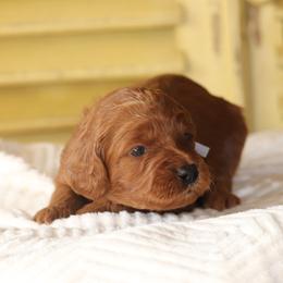 Girl 4 - Red female Irish Doodle puppy in Mouth Of Wilson, Virginia from HoneyBunn Doodle Co.