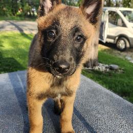 O'Malley - Red sable male Belgian Malinois puppy in Portage, Wisconsin from Rock 'n Wool Aussies & Malinois