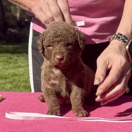 Pink dot female - Brown female Chesapeake Bay Retriever puppy in Houston, Texas from Monarch Chesapeakes