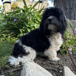 Havanese Puppies from Shadycove K9