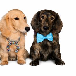 Dachshund puppies from Diddle Bros Dachshunds