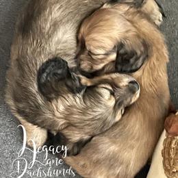 Dachshund Puppies from Legacy Lane Dachshunds