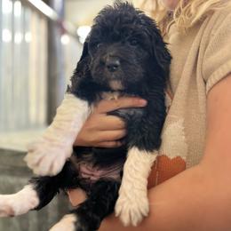 Cobalt - Black female Pyredoodle puppy in Prescott, Washington from Pyredoodles at Pedersen Ranch