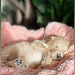 Aussiedoodle and Goldendoodle Puppies from Utah Faith Doodles