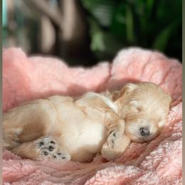 Aussiedoodle and Goldendoodle Puppies from Utah Faith Doodles