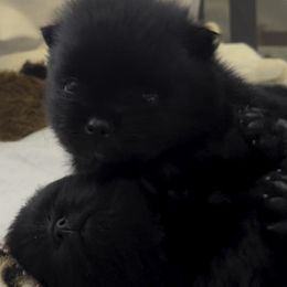 Pomeranian Puppies from Silver’s Reigning Heir Poms