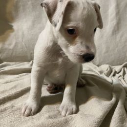 Benny - Black and white male Jack Russell Terrier puppy in Melbourne, Florida from Rustling Oaks Jack Russell Terrier’s