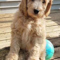 Aussiedoodles, Double Doodles, Golden Aussiedoodles, and Poodles from Doodle Gardens