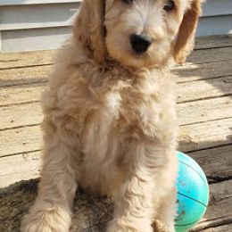 Aussiedoodles, Double Doodles, Golden Aussiedoodles, and Poodles from Doodle Gardens