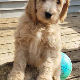 Aussiedoodles, Double Doodles, Golden Aussiedoodles, and Poodles from Doodle Gardens