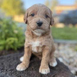 Sunny - Apricot male Goldendoodle puppy in Twin Falls, Idaho from Magic Valley Family Doodles