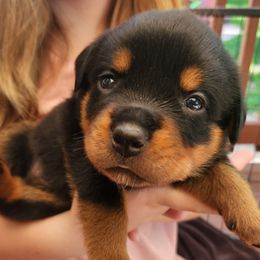 Rottweiler Puppies from Cron Rottweilers