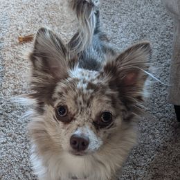 Cricket  - Chihuahua